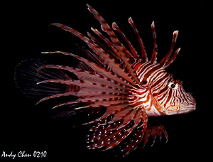 Lion Fly - secret Bay Bali
 by Andy Chan 